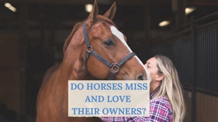Do horses miss their old owners?