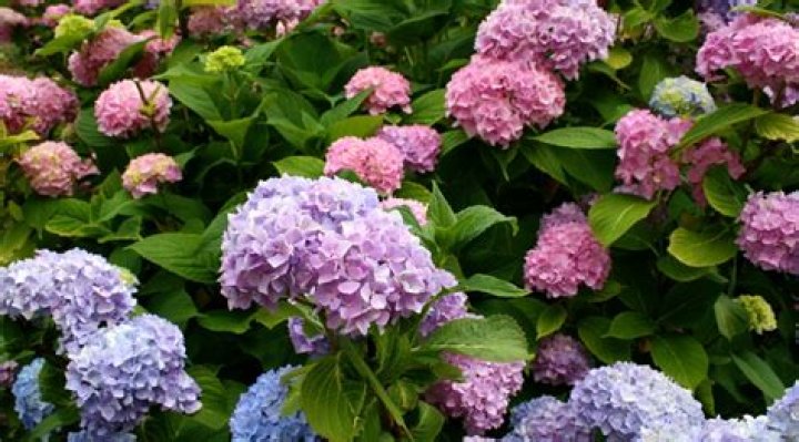 Do hydrangeas bloom twice a year?