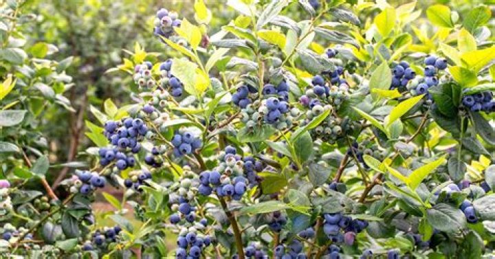 Do I cut back blueberry bushes?