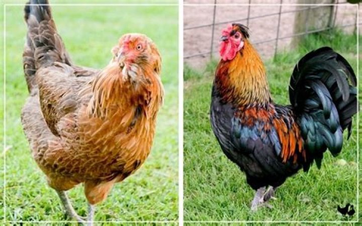Do I need a rooster with my hens?