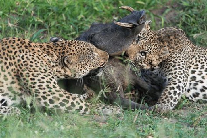 Do leopards eat leopards?