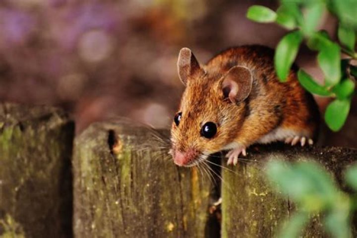 Do mice eat spiders?