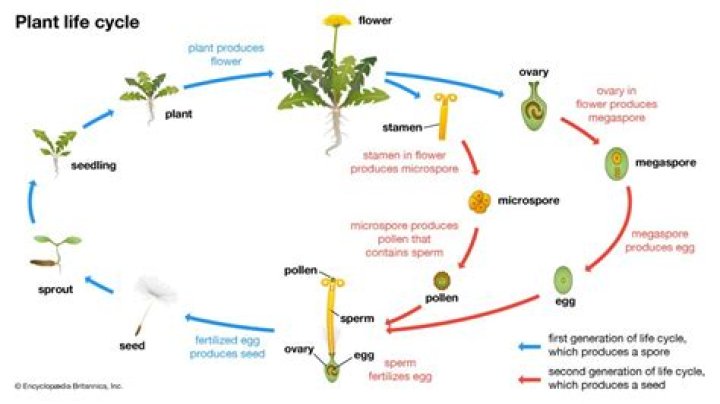 Do Monsanto seeds reproduce?