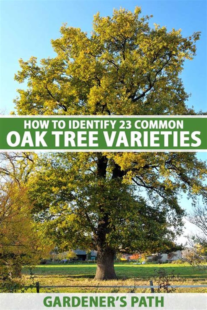 Do oak trees fall over easily?