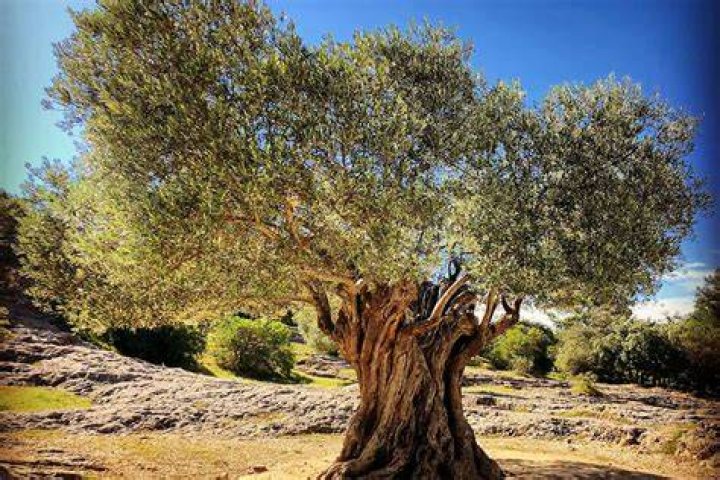 Do olive trees attract rodents?