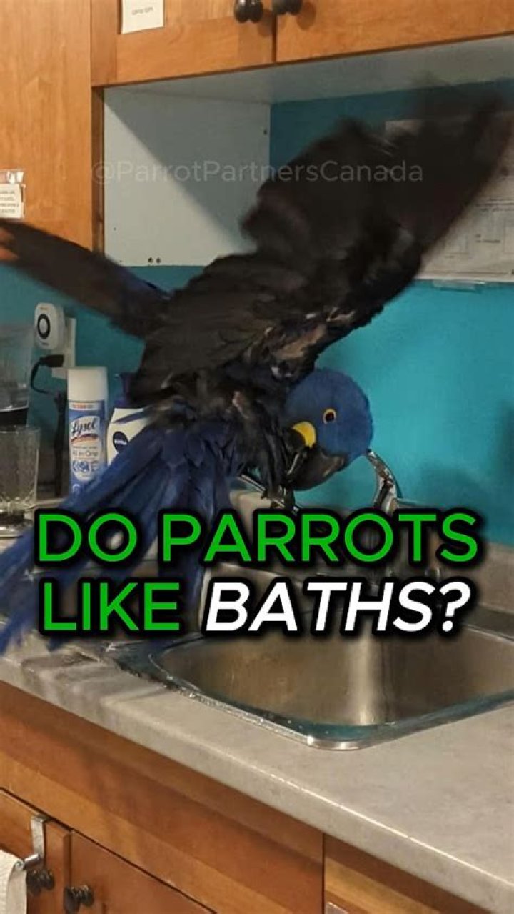Do parrots like baths?