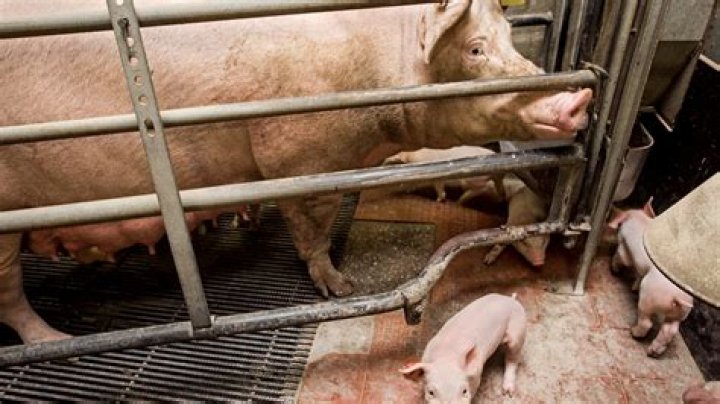 Do pigs know that they're going to be slaughtered?