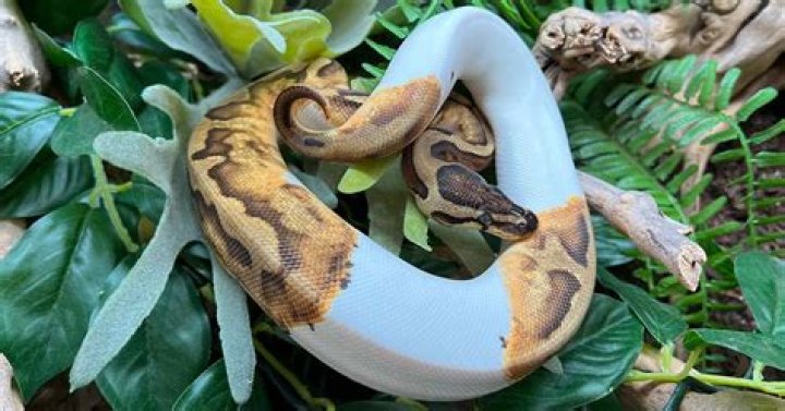 Do pythons vomit diamond?