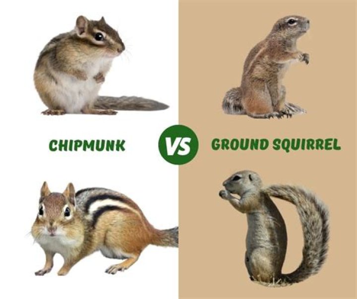Do rats and squirrels coexist?