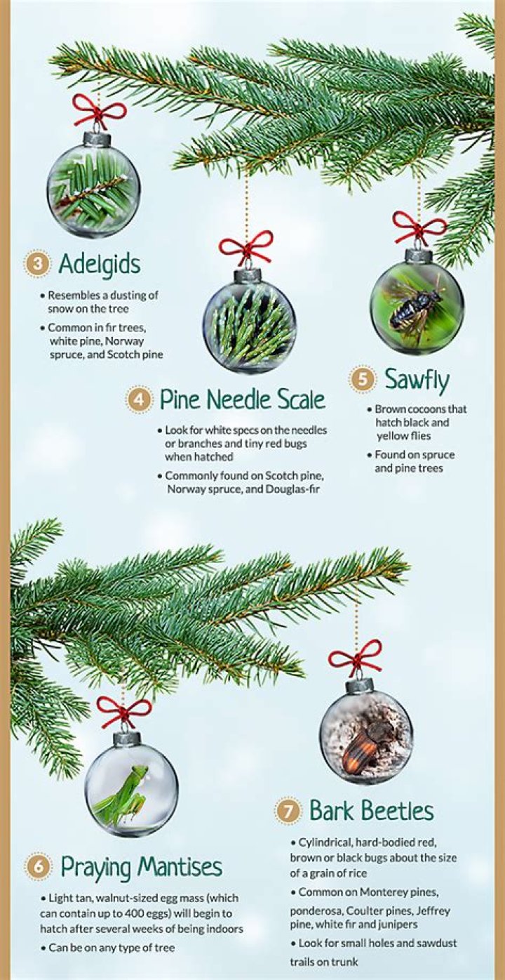 Do real Christmas trees have bugs?