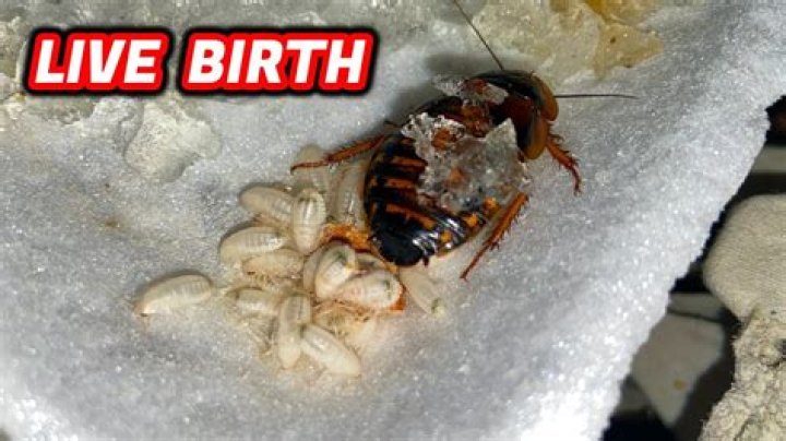 Do roaches give live birth?