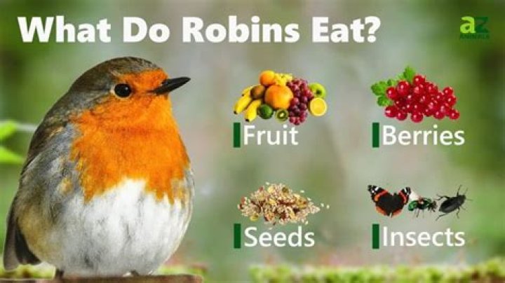 Do robins eat fat balls?