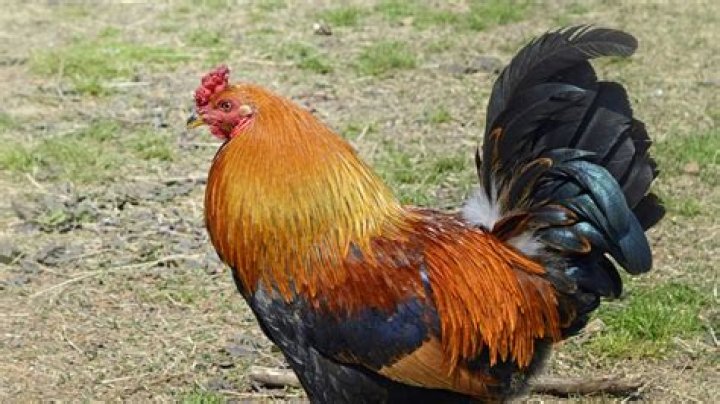 Do roosters like to be petted?
