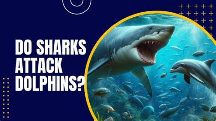 Do sharks avoid dolphins?