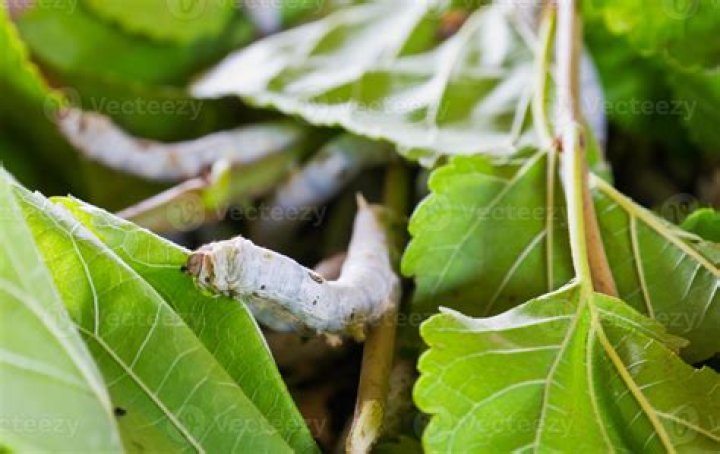 Do silkworms eat each other?