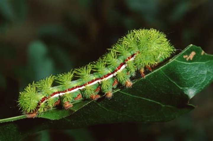 Do silkworms get killed?