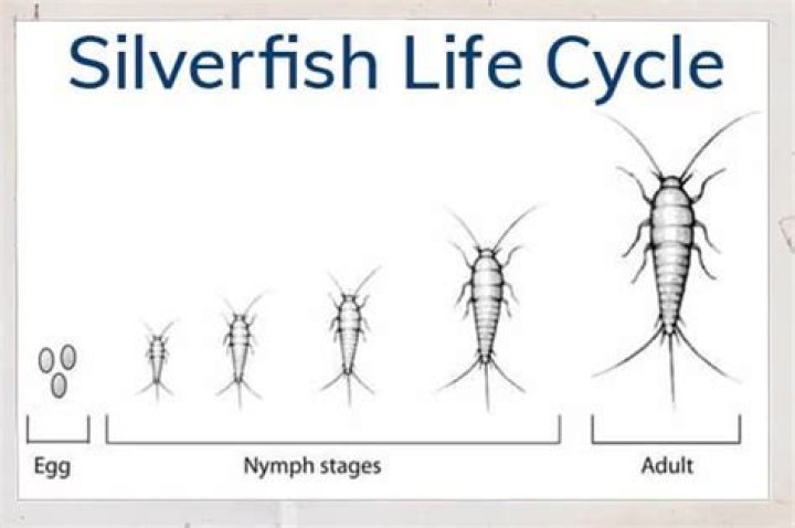 Do silverfish lay eggs?