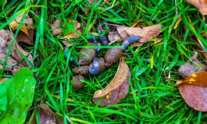 Do slugs poo?