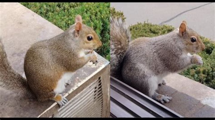 Do squirrels get sad when another dies?