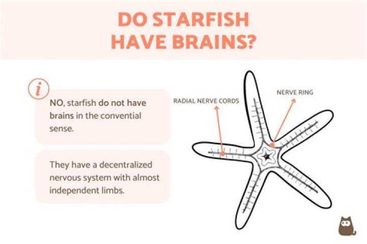 Do starfish have brains?