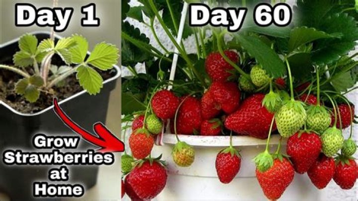 Do strawberries take 2 years to grow?