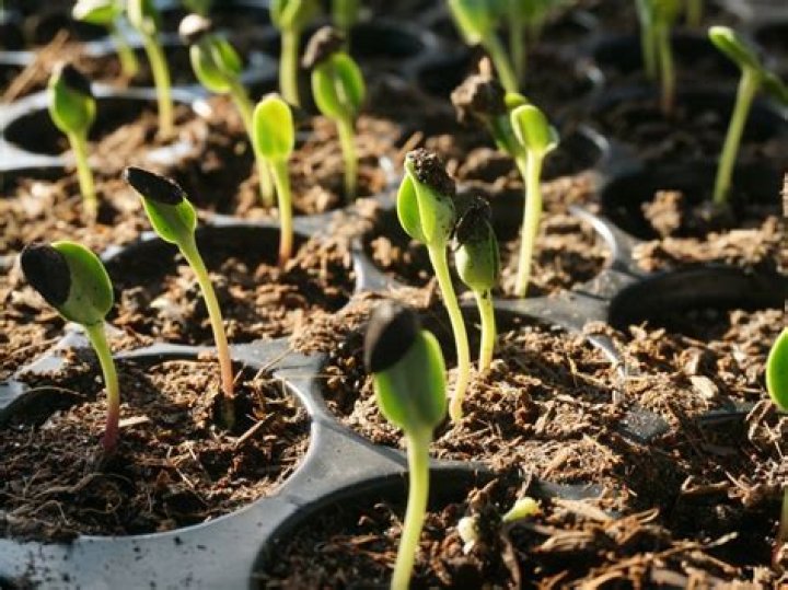 Do sunflowers bloom more than once?