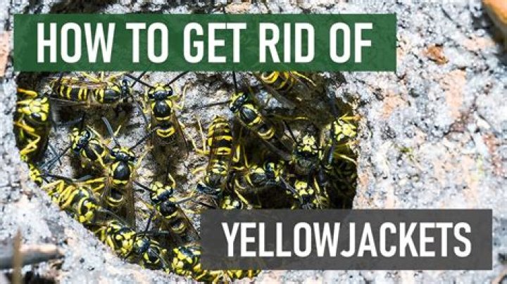 Do yellow jackets do anything good?