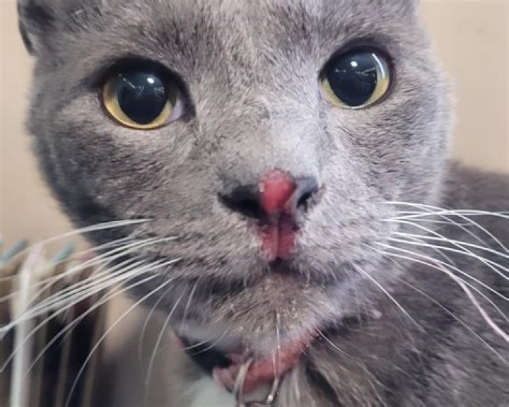 Does a cat nose need to be wet?