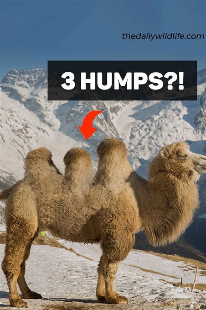 Does a cursive M have 3 humps?