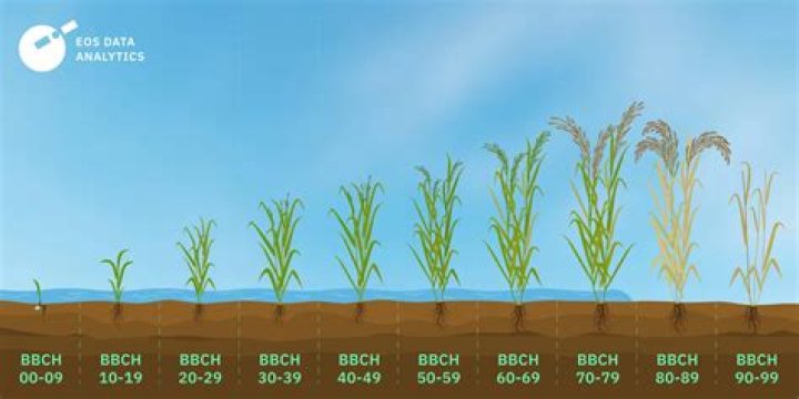 Does all rice have arsenic?