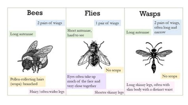 Does black make bees angry?