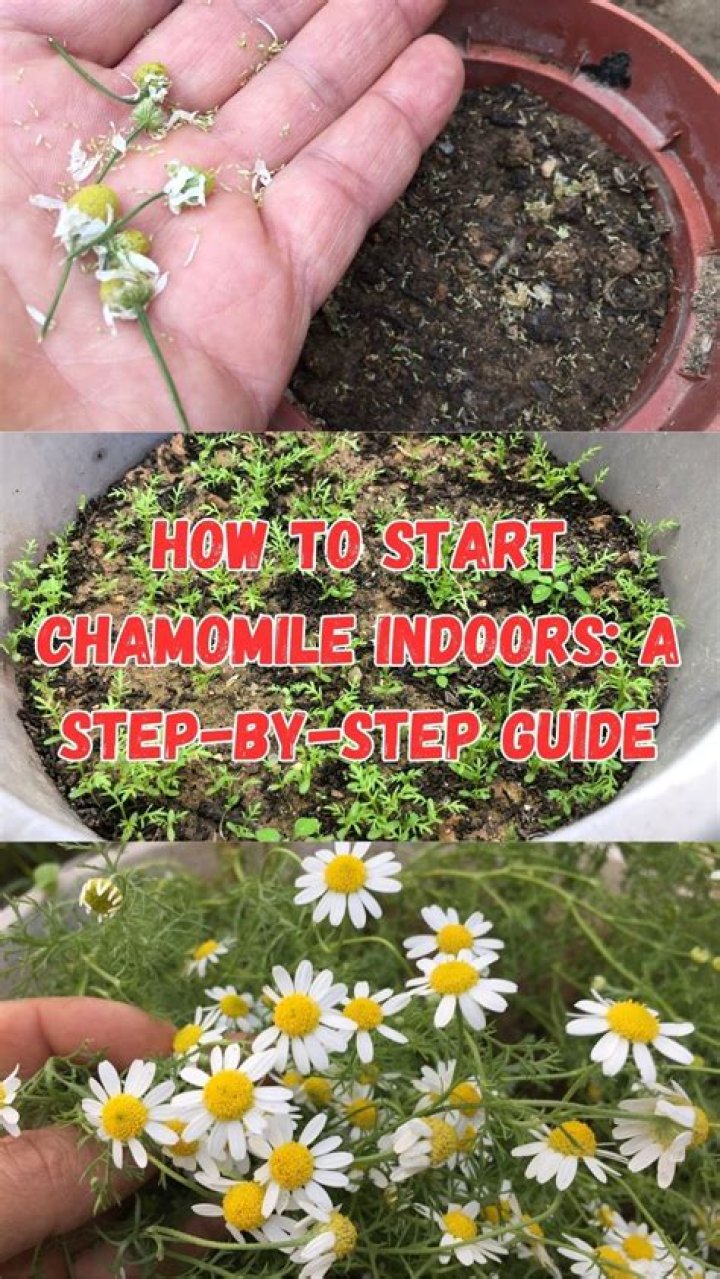 Does chamomile affect GABA?