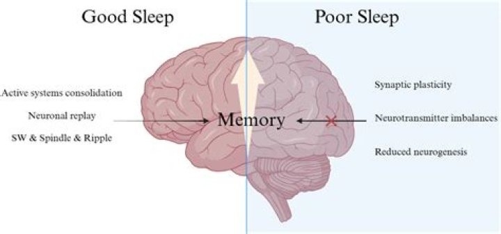 Does CoQ10 affect memory?