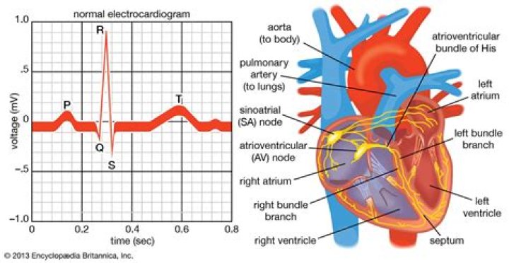 Does EKG show heart valve problems?