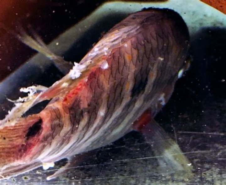 Does fin rot hurt fish?