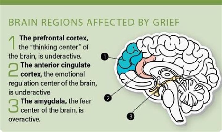 Does grief affect brain?