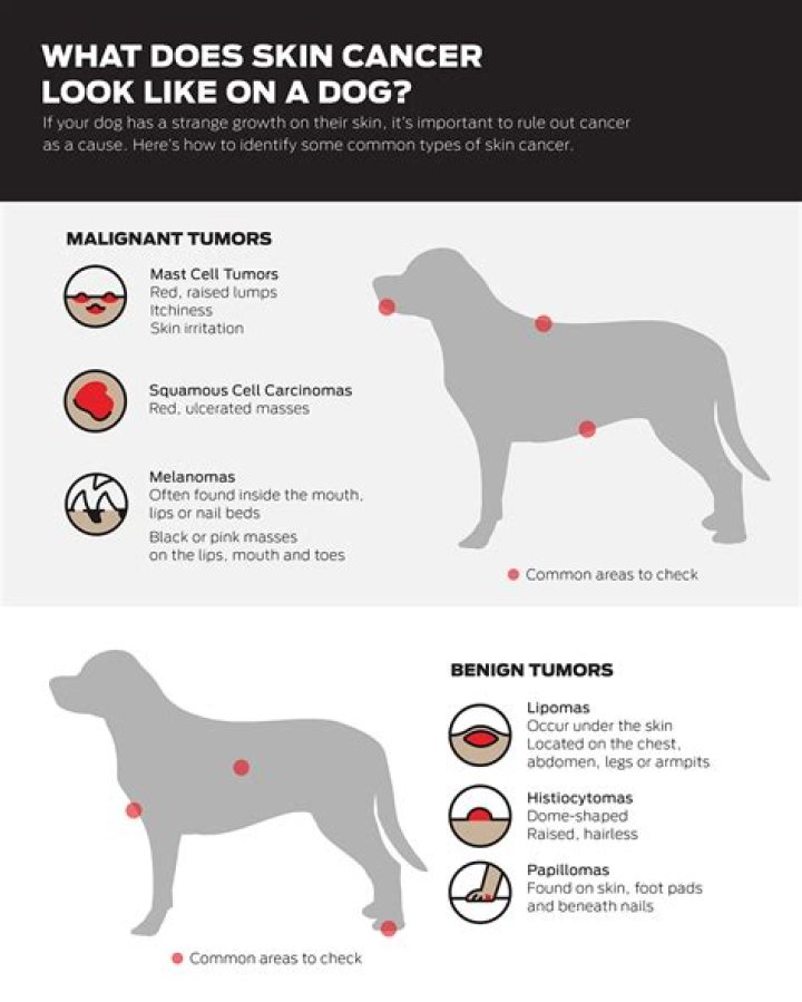 Does it hurt dogs when you pull their skin?