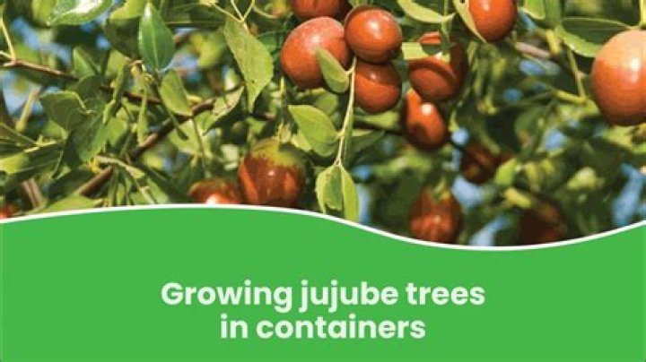 Does jujube increase blood sugar?