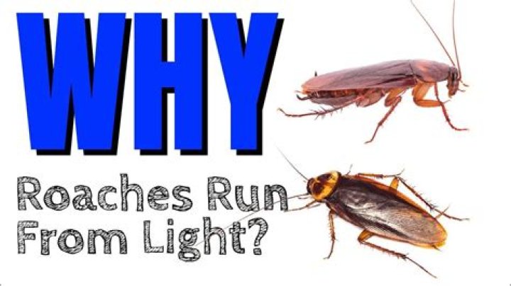 Does leaving lights on deter cockroaches?
