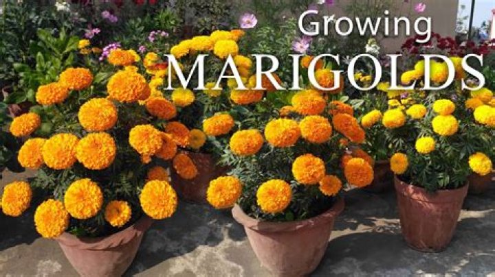 Does Mary know about Marigold?