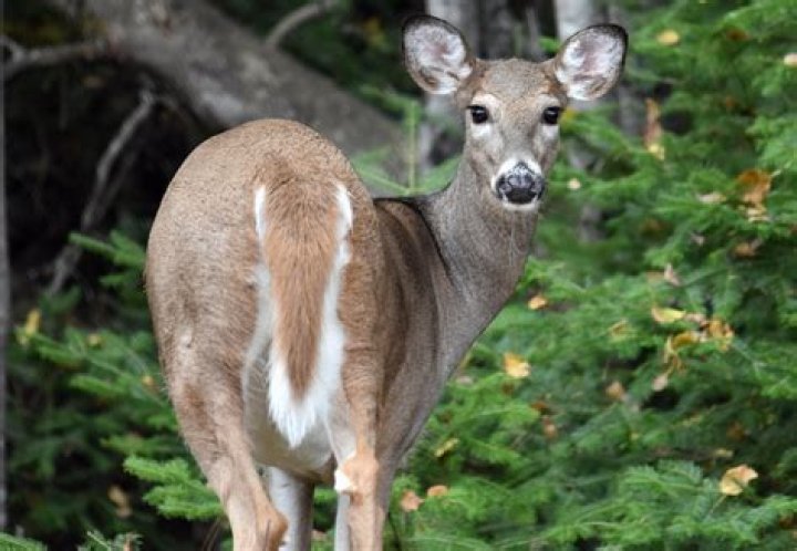 Does molasses attract deer?