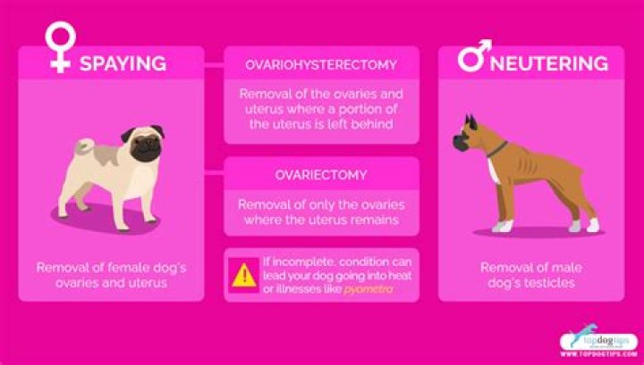 Does neutering stop spraying?