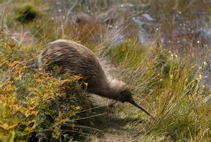 Does New Zealand have koalas?