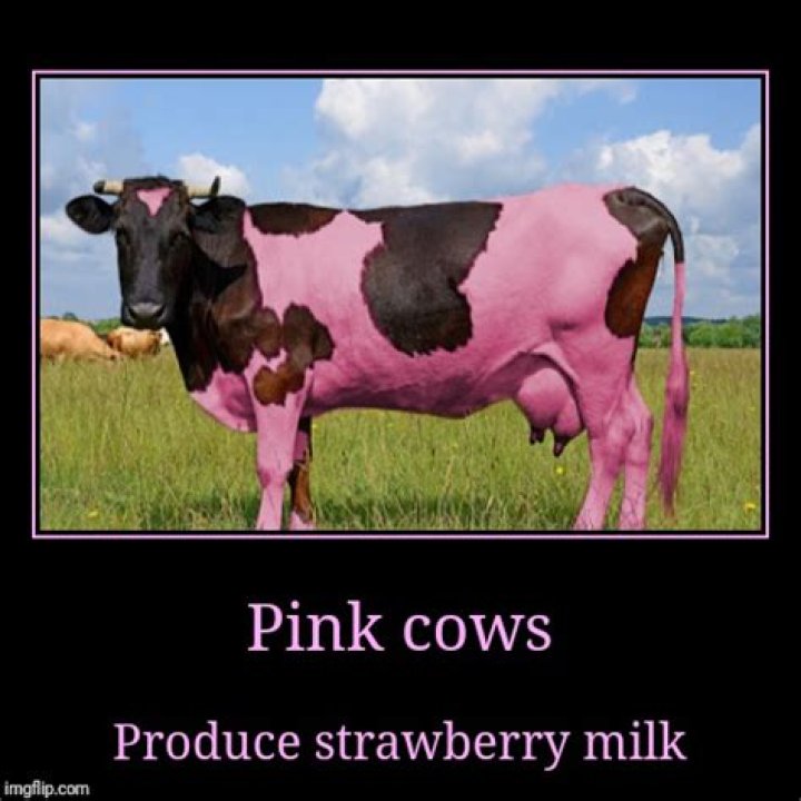 Does strawberry milk come from pink cows?