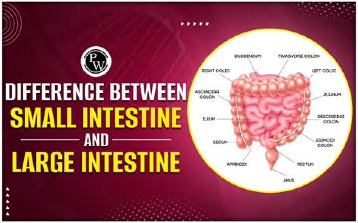 Does the large intestine have folds?