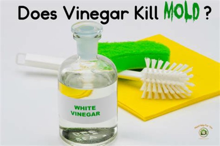 Does vinegar get rid of mold?