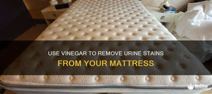 Does vinegar remove urine stains?