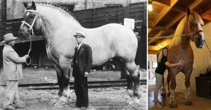 Has a horse ever eaten a human?
