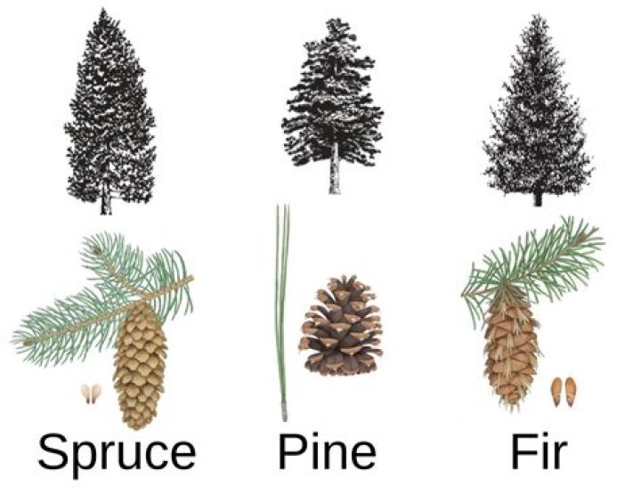 How can I get a free pine tree?