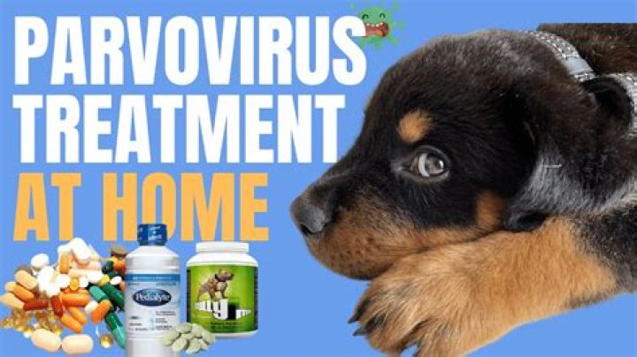 How can I survive parvo at home?